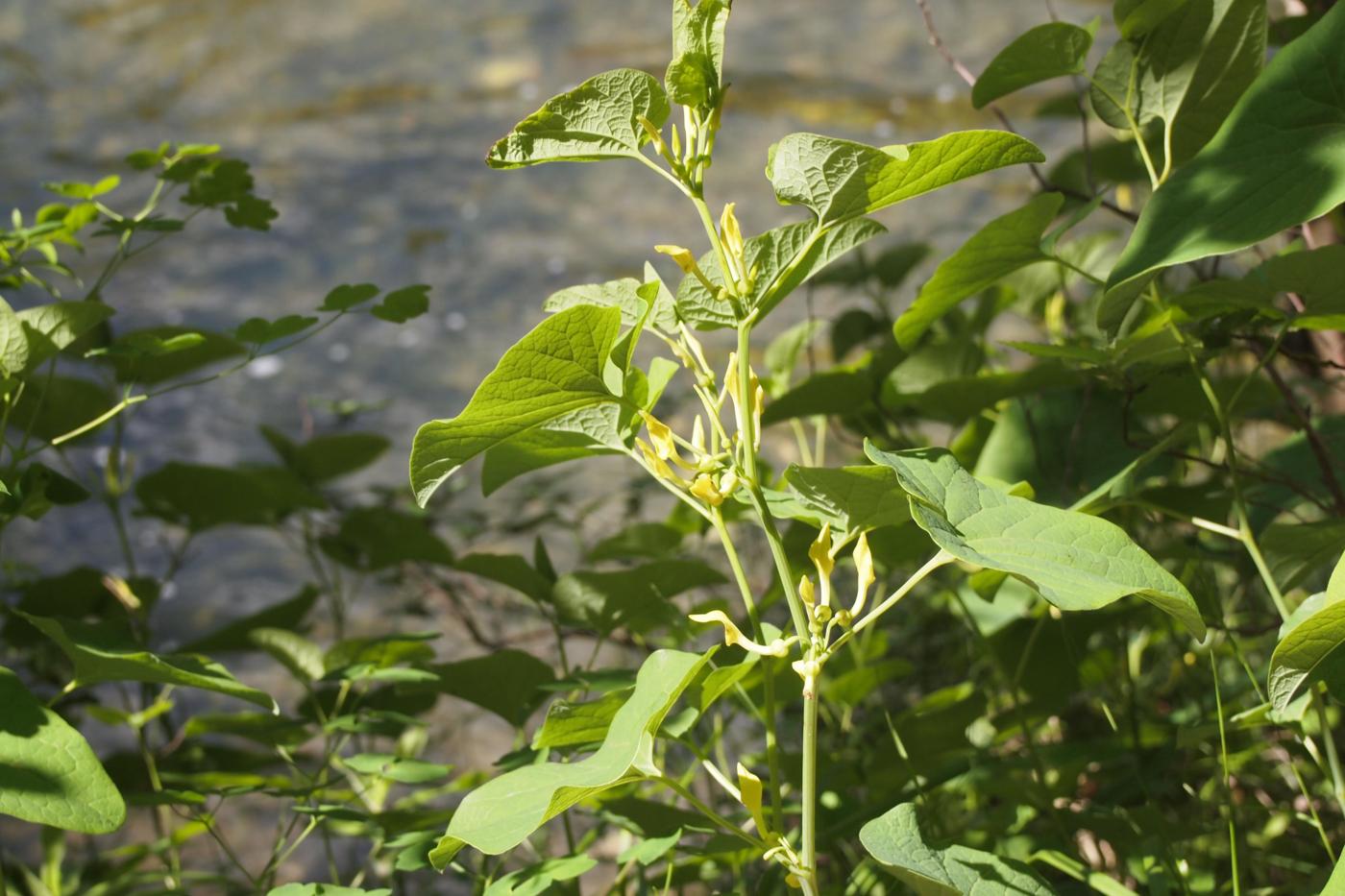 Birthwort plant